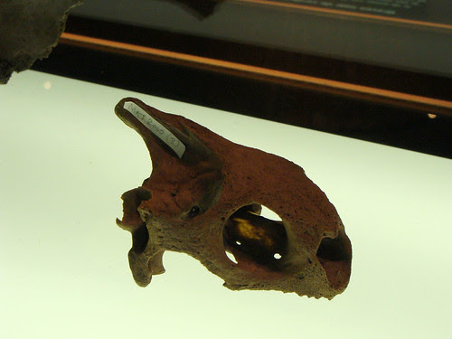 extinct animals
