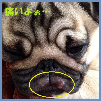 パグ犬 パンチの徒然日記 タラコなパンチ