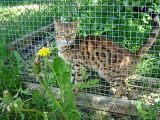TTamleopardens Sparkling Ester