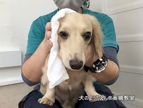 お手入れはとても大切 犬のようちえん高槻教室ワンコたちのウキウキの日々