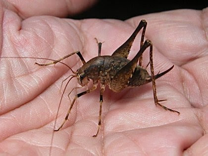 閲覧注意 キモい虫で打線組んだ 雑談