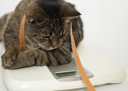 猫のお腹がたぷたぷになる５つの原因となりやすい種類 めざせ 社会復帰 楽天ブログ