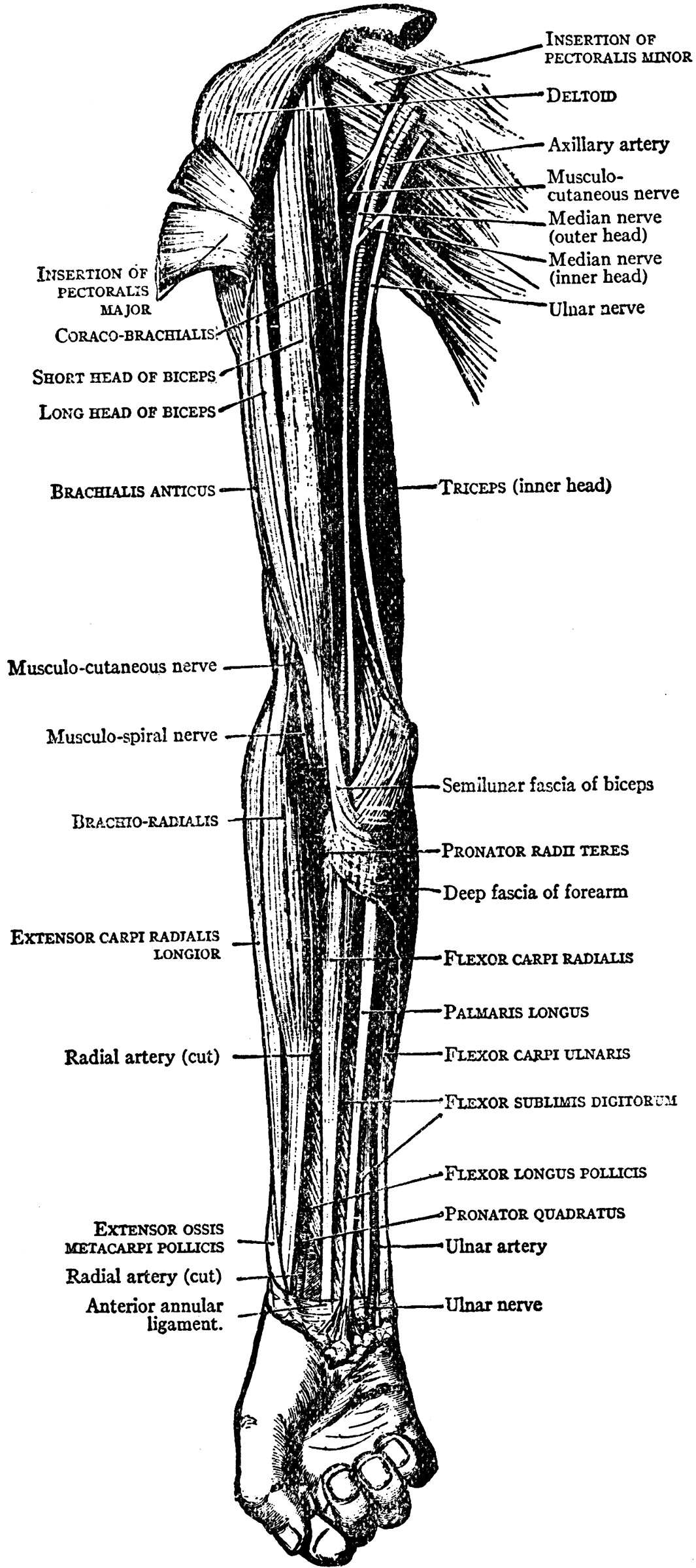 Muscles on the Front of the Arm and Forearm | ClipArt ETC