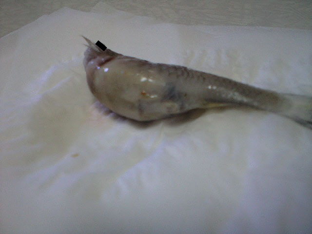きままな１日 熱帯魚 水草 グッピー