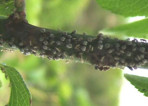 梅の木につく病害虫の種類と防除法