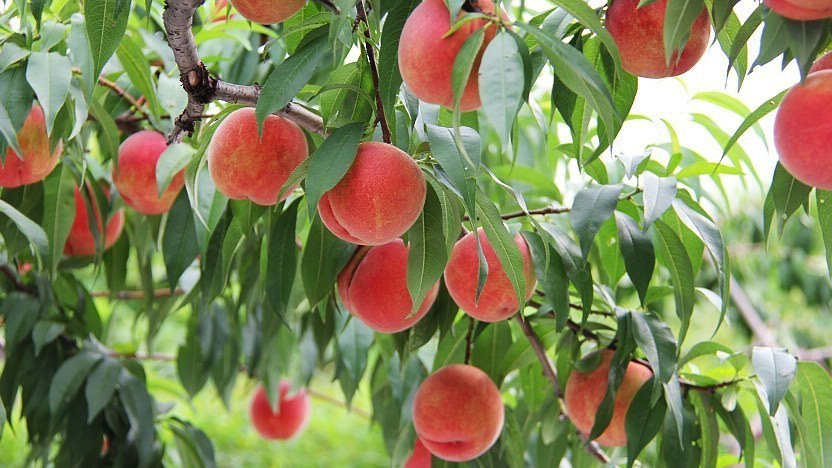 Fruit Picking In Japan