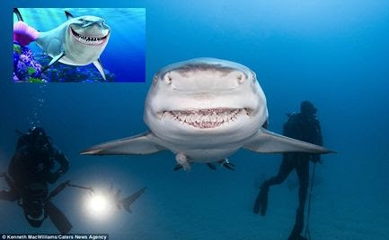 映画 ファインディング ニモ に出てくるブルースにそっくりのニシレモンザメが話題 サメ シャチ好き集まれ情報局