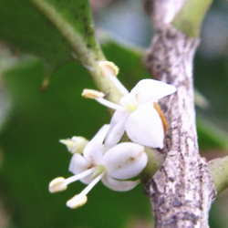 雑木林で見られる冬の花