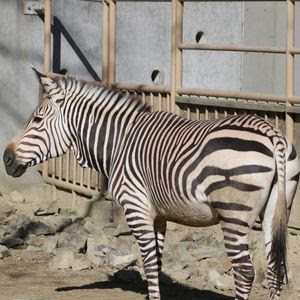 動物事典 ハートマンヤマシマウマ Equus Zebra Hartmannae