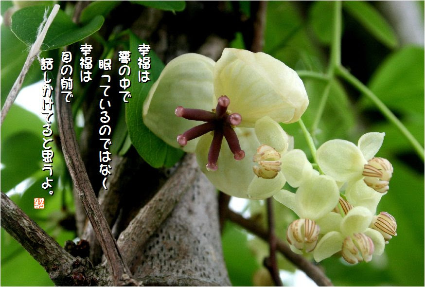 No 355 アケビ 花言葉 才能 唯一の恋 楽しい発見 なおかつ フォトエッセイ