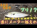 [最も欲しかった] ワールド シャウラ 青物 191088