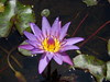 Purple Lotus (DSCN1136)