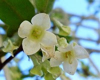 ６月２４日の誕生花 グミ 茱萸 の花言葉 用心深い 垂れ下がる花とルビー色の実の 野性美 弥生おばさんのガーデニングノート 花と緑の365日 楽天ブログ