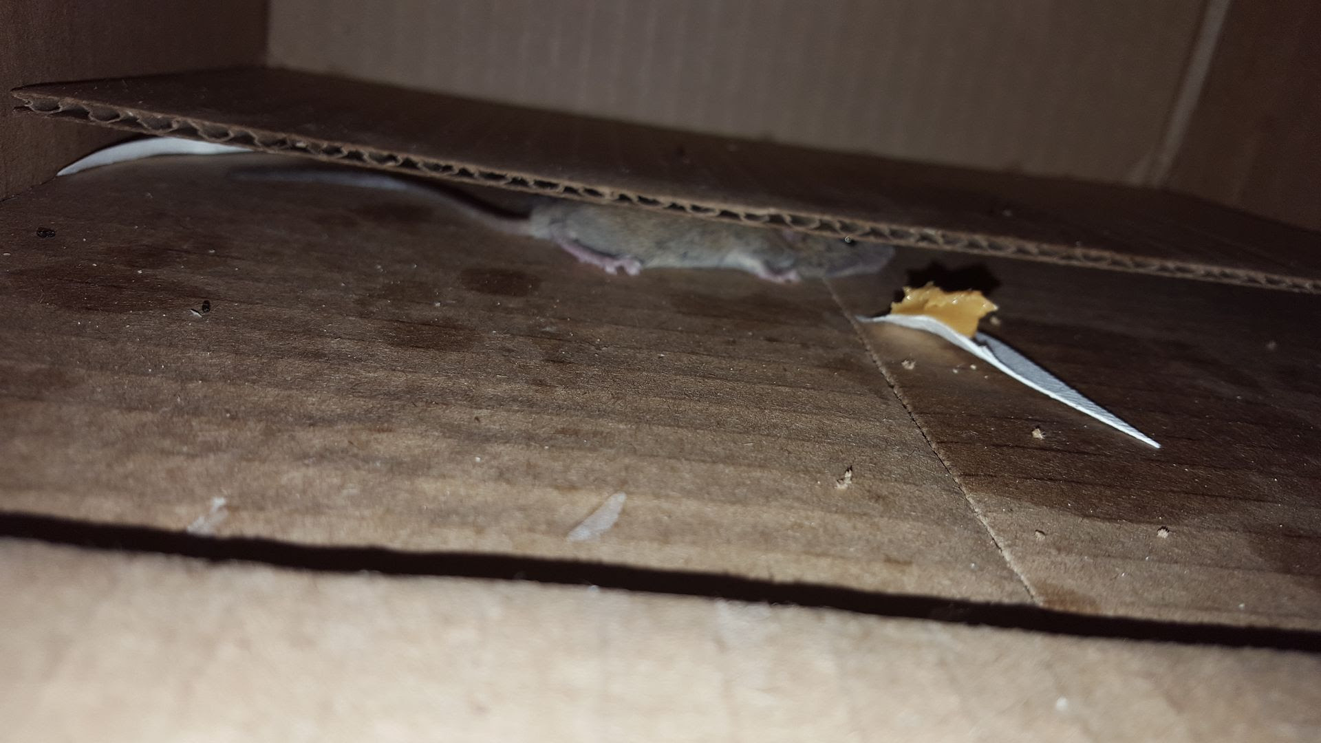 Mice Can Get So Flat photo 20160623_223908_zps1hdcqt9d.jpg