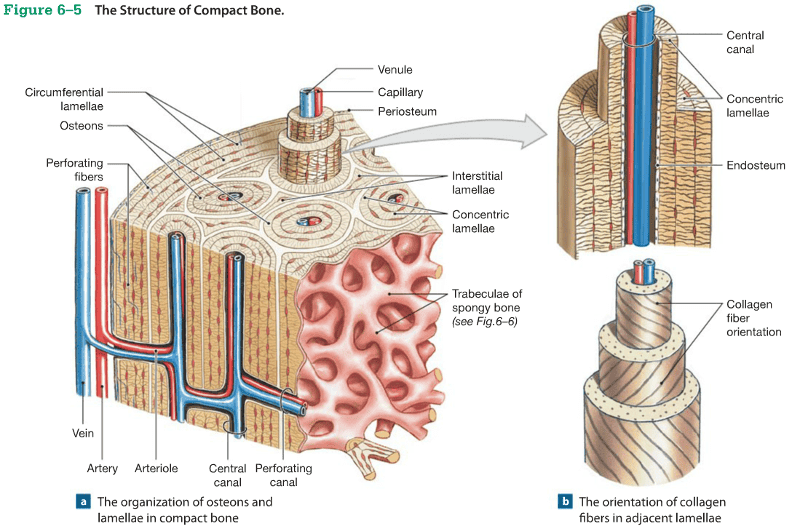 Print Chapter 6: Osseous Tissue and Bone Structure ...