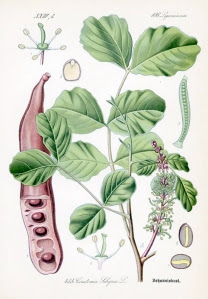 carob