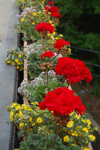 Franklin_Beautification1