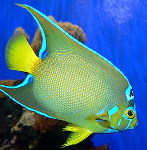 A Queen Angelfish