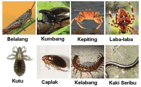 kelompok binatang invertebrata  vertebrata