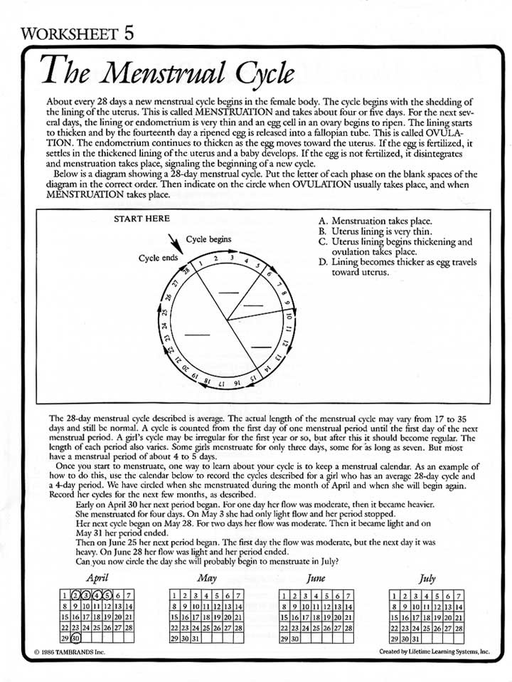 The menstrual cycle worksheet