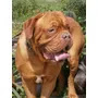 Dogo De Burdeo Mascara Roja Semental Hijo D Norbak Pedigree