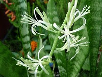６月２０日の誕生花 サンスベリアの花言葉 永久 虎の尾 トラノオ の模様の葉が 堅実 に 達成 するマイナスイオン 弥生おばさんのガーデニングノート 花と緑の365日 楽天ブログ