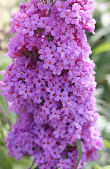 * lobelia (lobelia erinus pendula) may not be dramatic or textural but it flowers well in both sun and shade, and goes on for months. Butterfly Bush, Dwarf Butterfly Bush - Our Plants - Kaw