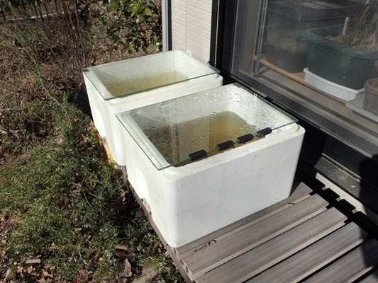メダカ水槽をリセットする コーイチの庭日記