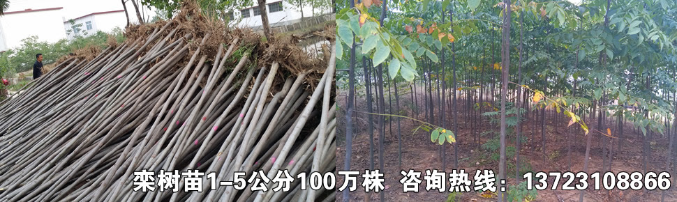 鸢尾苗 紫花鸢尾
