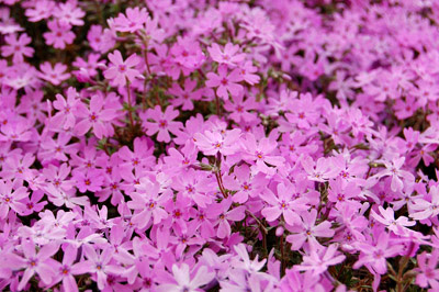 春の花 芝桜 無料写真素材 無料写真素材集 Freephotos