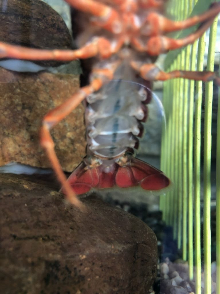 アメリカザリガニ 産卵 交配 前の体の変化 まろパパのhow About This