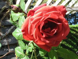 赤 黒系の薔薇