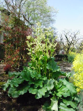 ルバーブの花 ３６５連休の日々