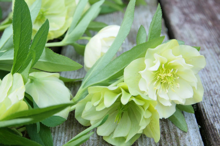 キンポウゲ科 Sugawara