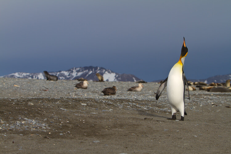 Wildlife in Context - The Short Lens Approach to Wildlife Photography