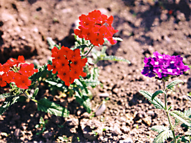 花の写真47 赤い小さな花の素材