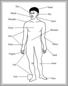 Anatomy System - Human Body Anatomy diagram and chart images | Human Body Anatomy Diagrams | Page 3