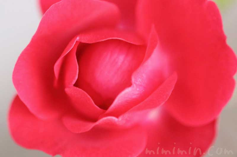 バラの香りの効果 効能 バラの色別 本数別の花言葉 みみみんブログ