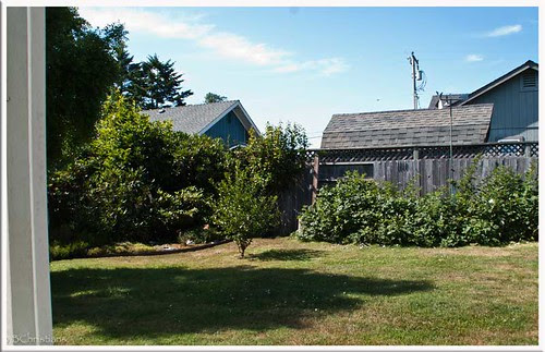 Backyard_1