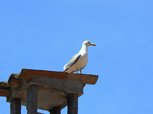 mouette.jpg