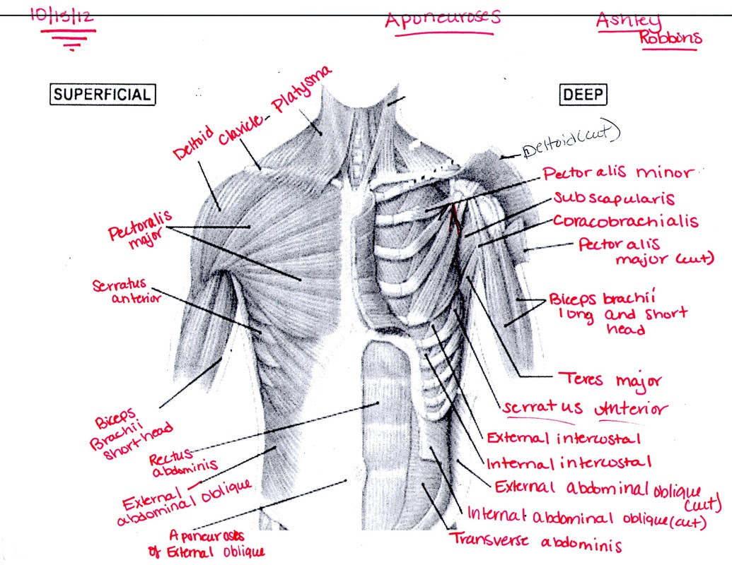 Chest Muscles - Ashley's Anatomy Website