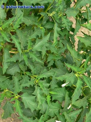 Datura stramonium, Flor. Zeluán (Asturias), 14/08/06