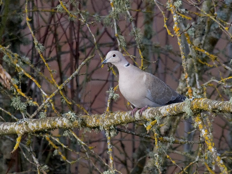 Eurasian Collared-Dove