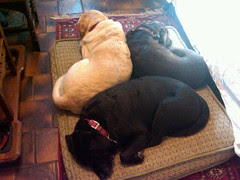 3 tired pups
