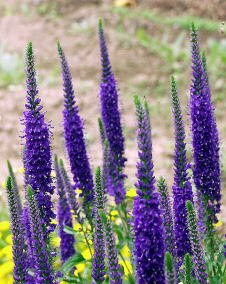 花 ベロニカ 6月11日の花と花言葉 ベロニカ 魅る魅るガーデニング