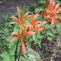 はなq 花の色から検索 夏に咲くオレンジ 橙色の花を写真で探す草花 樹木の図鑑