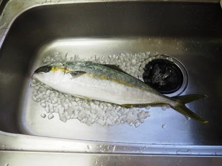 ヒラマサのさばき方と刺身の切り方 動画 簡単もみじおろしの作り方 魚料理と簡単レシピ