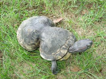 perierga.gr- Σπουδαίο οικολογικό μάθημα από μια χελώνα!
