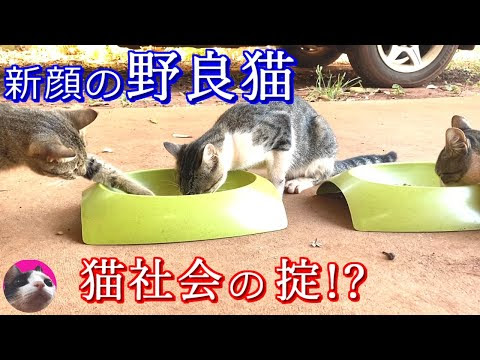 ついにこの日が 全員で自宅警備する猫 Vidoemo Emotional Video Unity