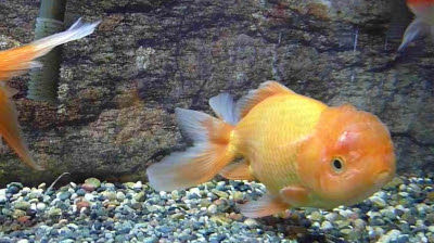 金魚の病気 水中のおともだち